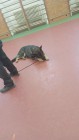 Policejní pes vycvičený na hledání výbušnin