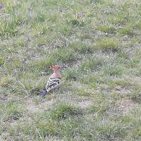 obrázek k Biotopové tůně Višňáry - Město Litomyšl