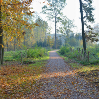 obrázek k Příměstský les Černá hora - lesopark