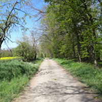 obrázek k Horní vstupní cesta k Nedošínskému háji