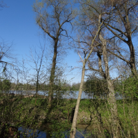 obrázek k Nedošínský háj