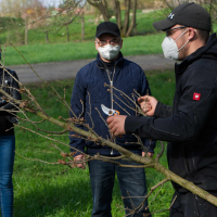 obrázek k Chcete pro své dítě zasadit Strom života?