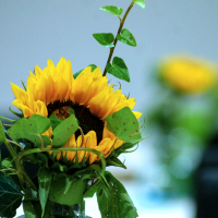 obrázek k fotografie z roku 2023