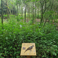 obrázek k Naučná stezka "Les" na Černé hoře