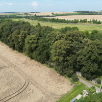 obrázek k Nedošínský háj 2