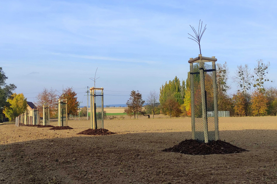 obrázek k Loni v Litomyšli zakořenilo přes dvě stě  nových stromů, letos přibydou další